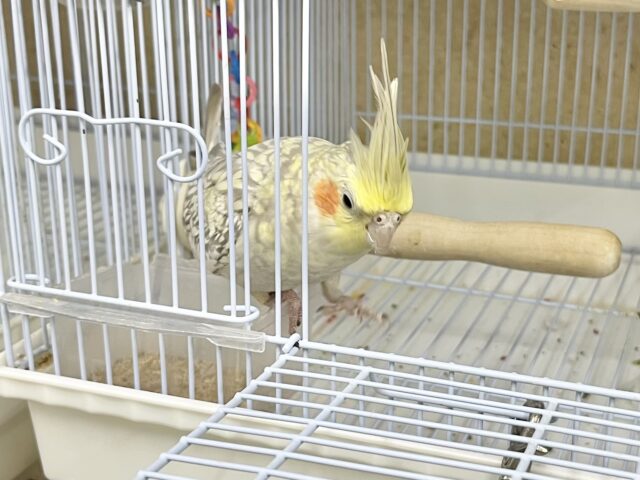 オカメインコ