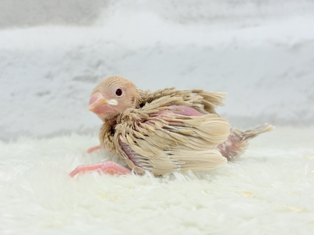 【最新画像更新🪄】ふんわり~♩♩優しい癒されカラー♡シナモン文鳥 ヒナ シナモン文鳥
