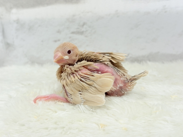 シナモン文鳥