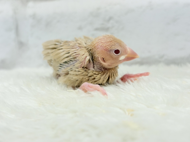 シナモン文鳥