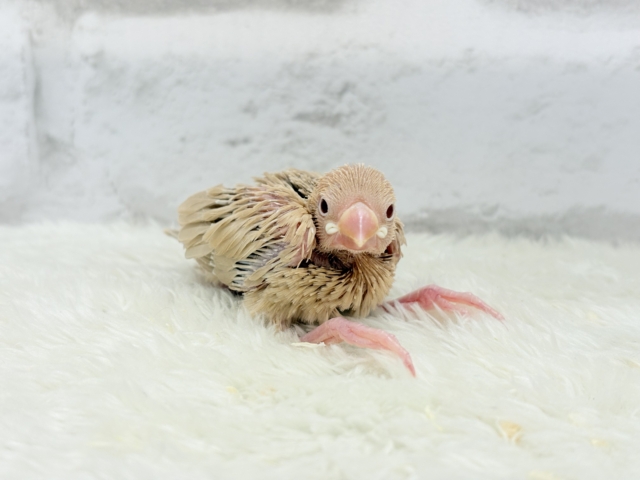 シナモン文鳥