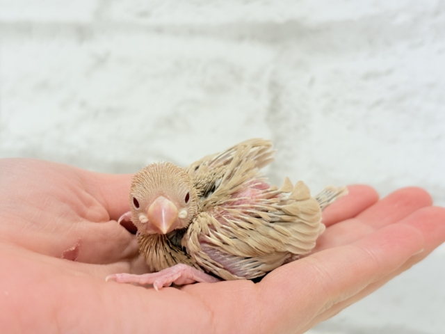【最新画像更新🪄】ふんわり~♩♩優しい癒されカラー♡シナモン文鳥 ヒナ シナモン文鳥