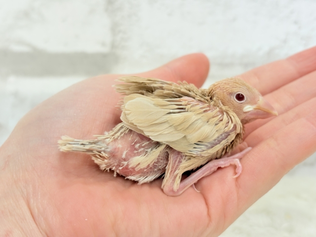 【最新画像更新🪄】ふんわり~♩♩優しい癒されカラー♡シナモン文鳥 ヒナ シナモン文鳥
