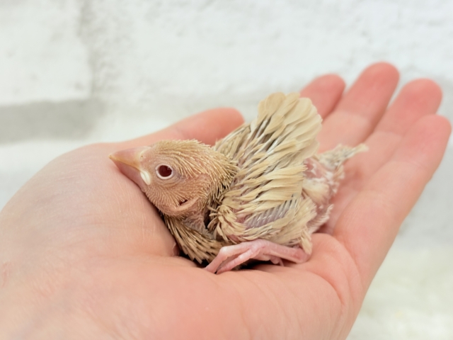 シナモン文鳥