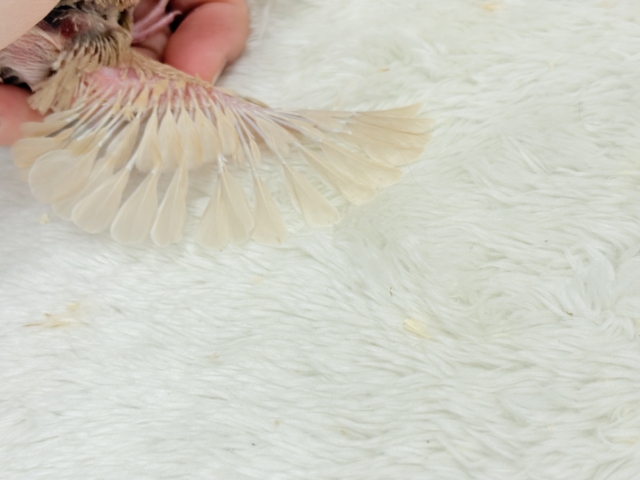 【最新画像更新🪄】ふんわり~♩♩優しい癒されカラー♡シナモン文鳥 ヒナ シナモン文鳥