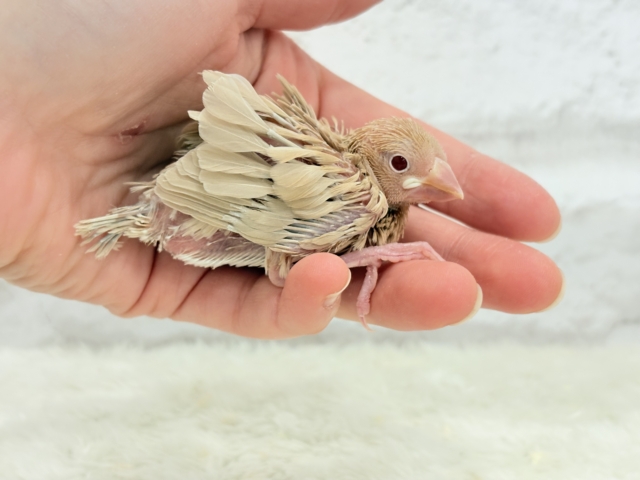 シナモン文鳥