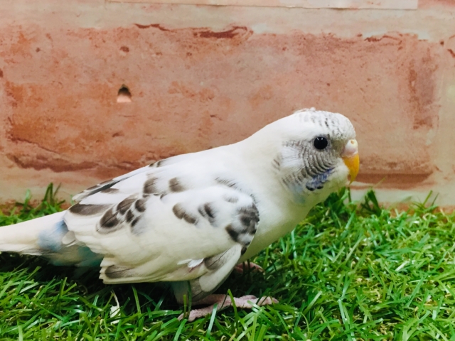 【☆最新画像更新☆】クッキークリームカラー⁉⁉⁉ セキセイインコ(白ハルクイン) セキセイインコ