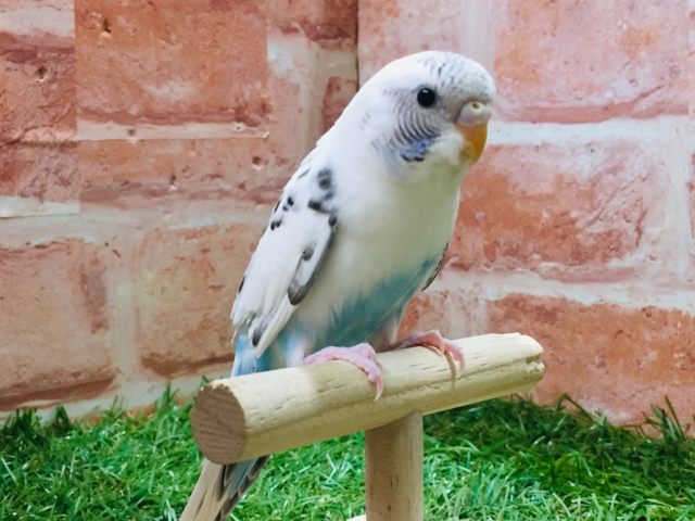 【☆最新画像更新☆】クッキークリームカラー⁉⁉⁉ セキセイインコ(白ハルクイン) セキセイインコ