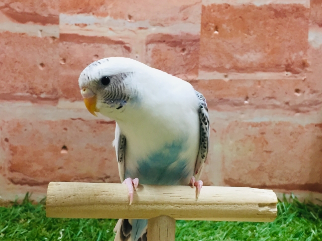 【☆最新画像更新☆】クッキークリームカラー⁉⁉⁉ セキセイインコ(白ハルクイン) セキセイインコ