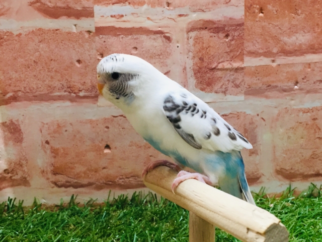 【☆最新画像更新☆】クッキークリームカラー⁉⁉⁉ セキセイインコ(白ハルクイン) セキセイインコ
