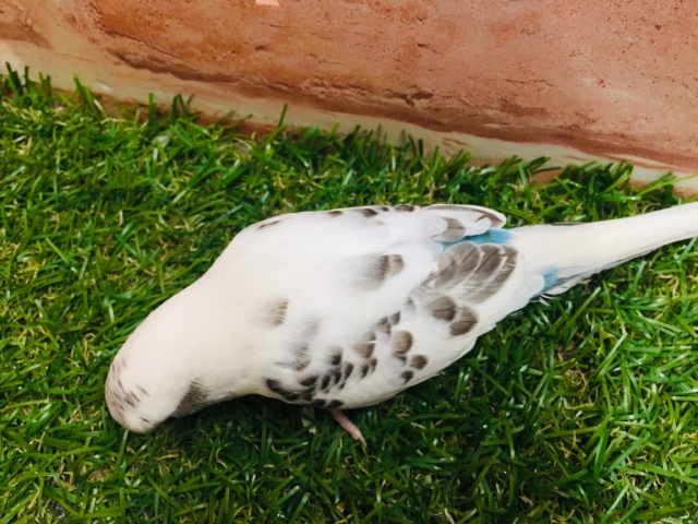 【☆最新画像更新☆】クッキークリームカラー⁉⁉⁉ セキセイインコ(白ハルクイン) セキセイインコ