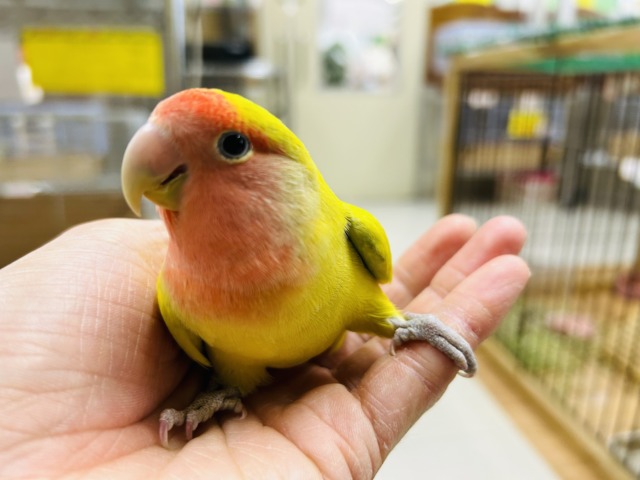 【⭐️最新画像更新⭐️】💛💛💛コザクラインコ(シナモン)💛💛💛 コザクラインコ(小桜インコ)