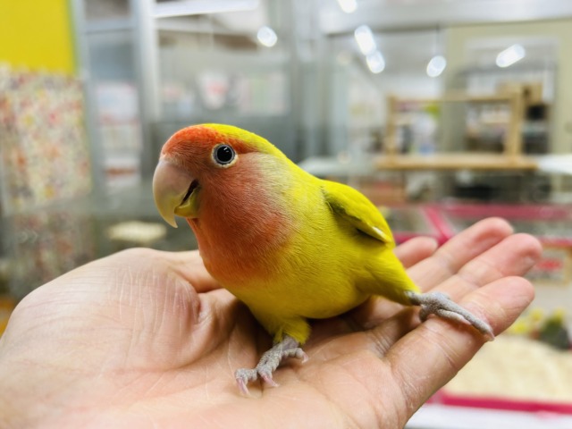 【⭐️最新画像更新⭐️】💛💛💛コザクラインコ(シナモン)💛💛💛 コザクラインコ(小桜インコ)