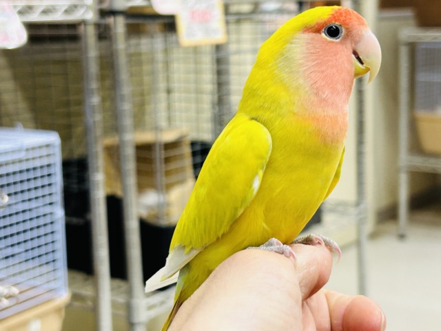 【⭐️最新画像更新⭐️】💛💛💛コザクラインコ(シナモン)💛💛💛 コザクラインコ(小桜インコ)