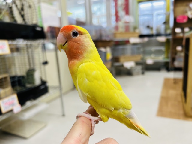 【⭐️最新画像更新⭐️】明るい色合いが魅力的💛💛 コザクラインコ(ルチノー) コザクラインコ(小桜インコ)
