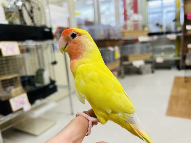 【⭐️最新画像更新⭐️】明るい色合いが魅力的💛💛 コザクラインコ(ルチノー) コザクラインコ(小桜インコ)