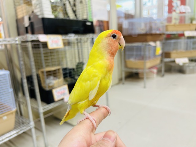 【⭐️最新画像更新⭐️】明るい色合いが魅力的💛💛 コザクラインコ(ルチノー) コザクラインコ(小桜インコ)