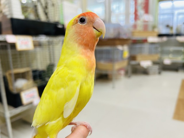 【⭐️最新画像更新⭐️】明るい色合いが魅力的💛💛 コザクラインコ(ルチノー) コザクラインコ(小桜インコ)