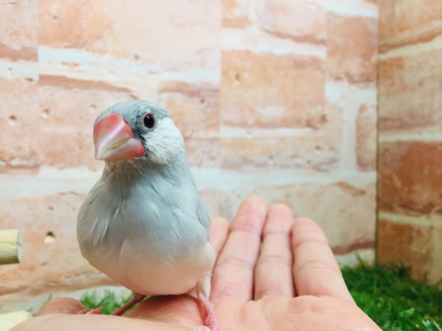 【☆最新画像更新☆】大人気!!シルバー文鳥さんがやってきましたよ~✨✨ シルバー文鳥