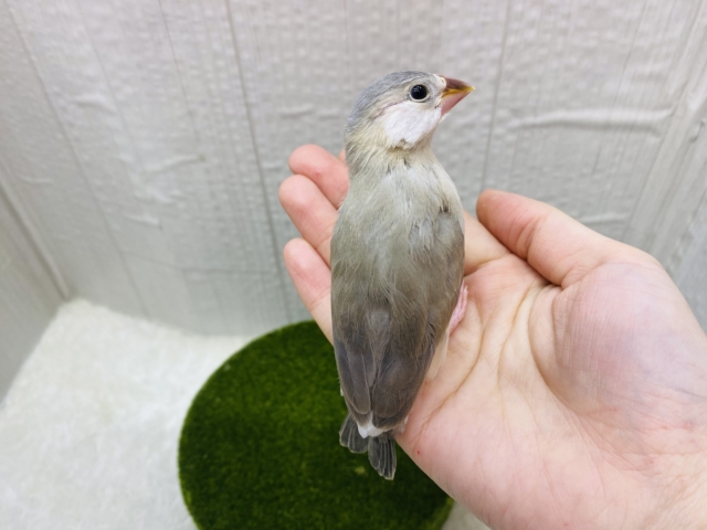 アゲイト文鳥