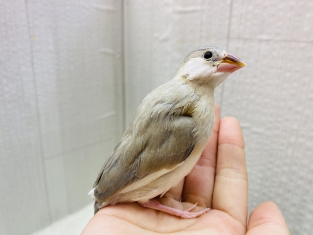 アゲイト文鳥
