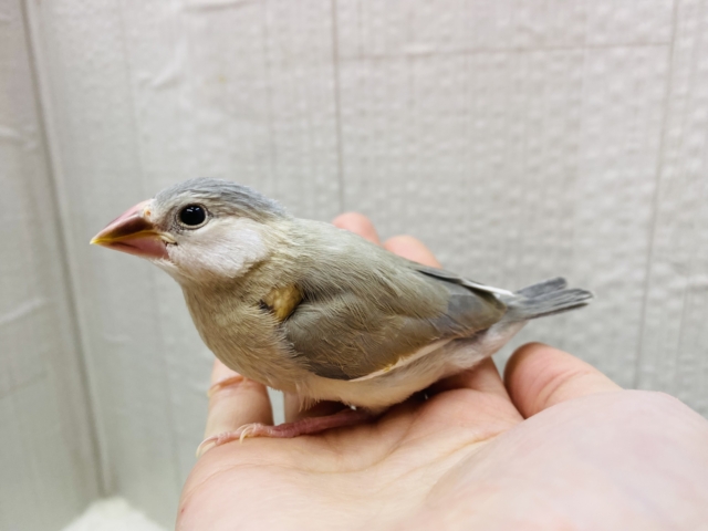 アゲイト文鳥