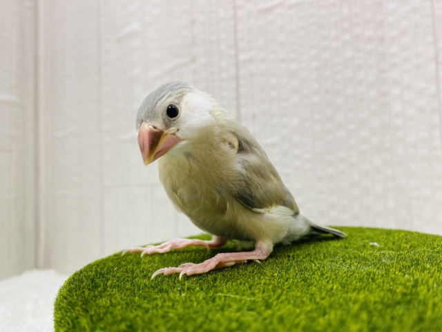 アゲイト文鳥
