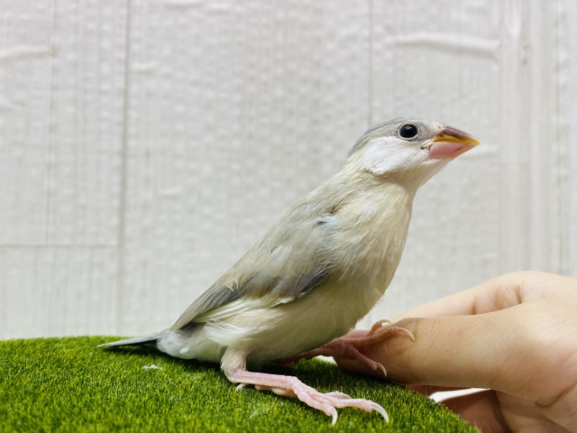 アゲイト文鳥