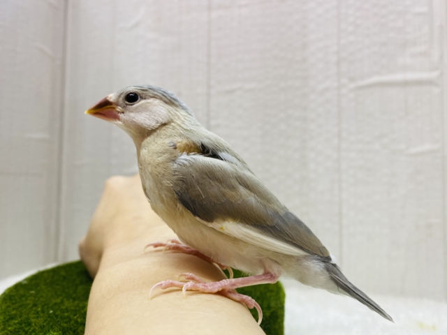 アゲイト文鳥