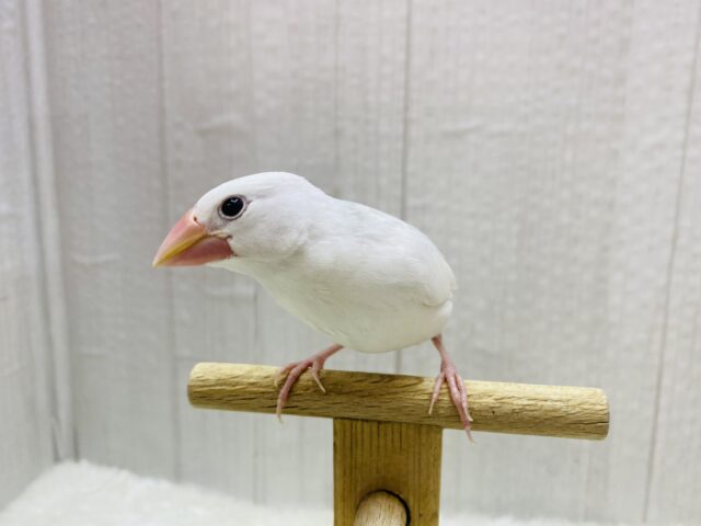 白文鳥