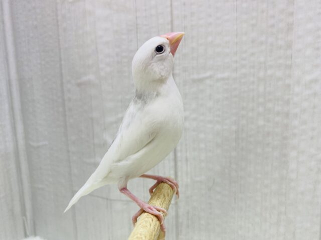 白文鳥