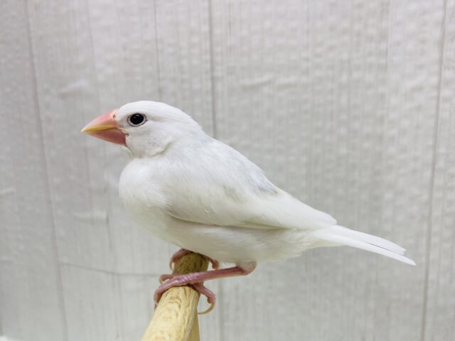 白文鳥