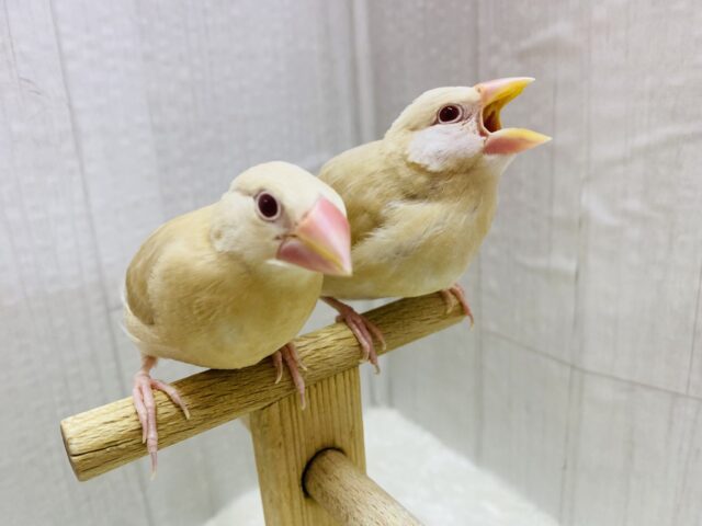 シナモン文鳥