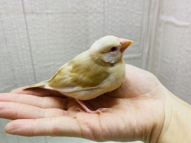 シナモン文鳥