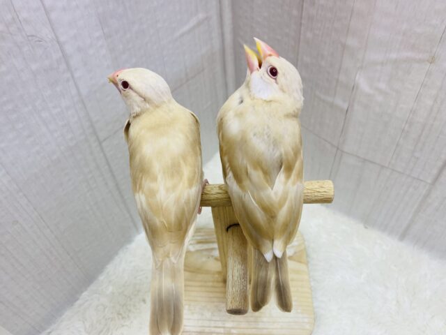 シナモン文鳥