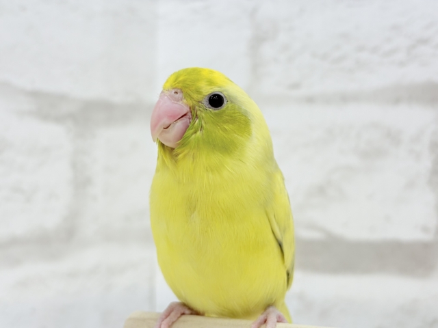 【最新画像・動画更新🪄ひとり餌になりました☆】不思議カラー🐣🫛🪅わくわく上昇中~♩♩マメルリハ(パイド系) ヒナ マメルリハ