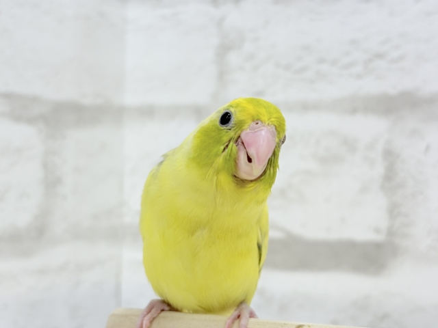 【最新画像・動画更新🪄ひとり餌になりました☆】不思議カラー🐣🫛🪅わくわく上昇中~♩♩マメルリハ(パイド系) ヒナ マメルリハ