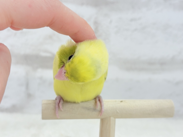 マメルリハ