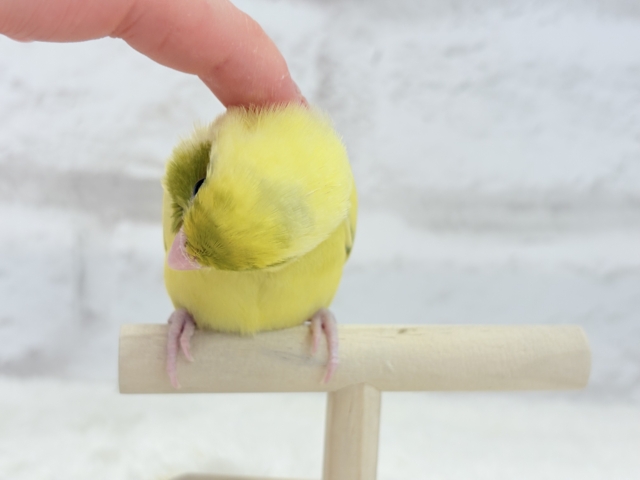 マメルリハ
