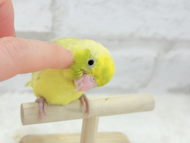 【最新画像・動画更新🪄ひとり餌になりました☆】不思議カラー🐣🫛🪅わくわく上昇中~♩♩マメルリハ(パイド系) ヒナ マメルリハ