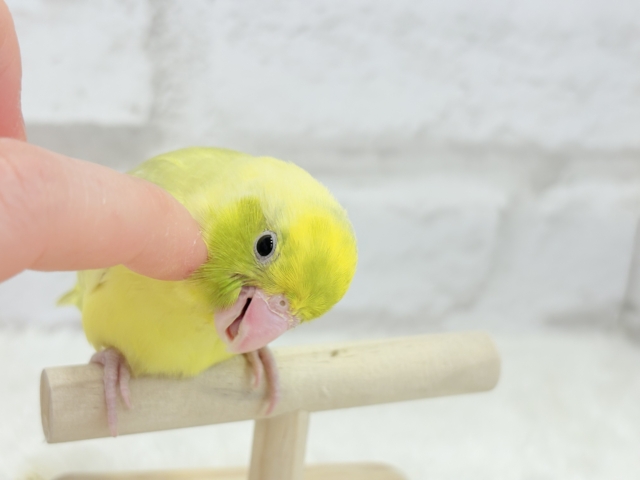 マメルリハ