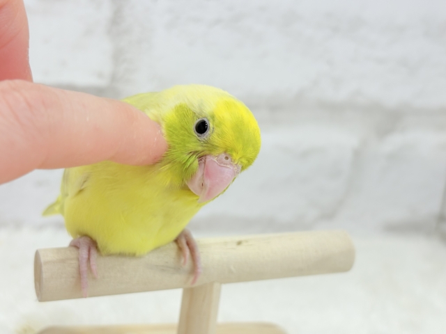 マメルリハ