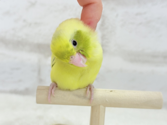 【最新画像・動画更新🪄ひとり餌になりました☆】不思議カラー🐣🫛🪅わくわく上昇中~♩♩マメルリハ(パイド系) ヒナ マメルリハ