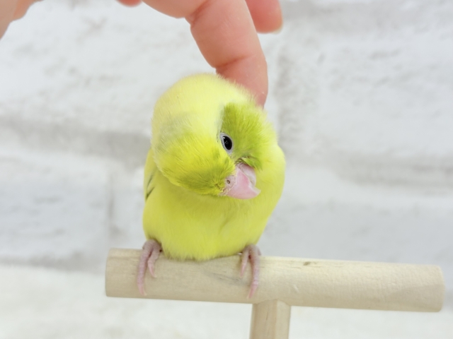マメルリハ