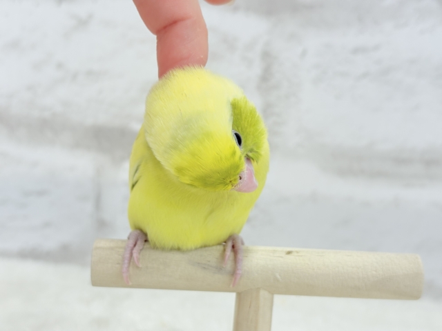 マメルリハ