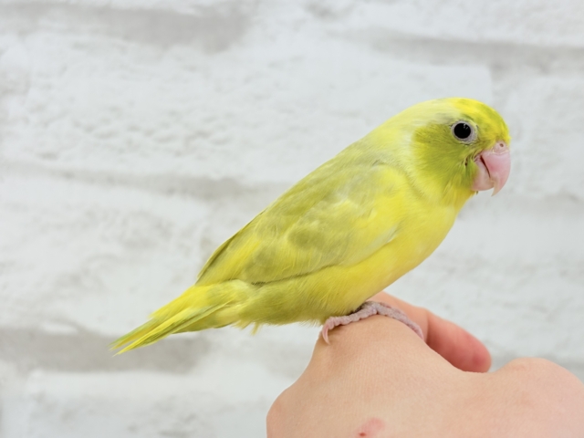 【最新画像・動画更新🪄ひとり餌になりました☆】不思議カラー🐣🫛🪅わくわく上昇中~♩♩マメルリハ(パイド系) ヒナ マメルリハ