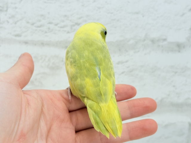 マメルリハ