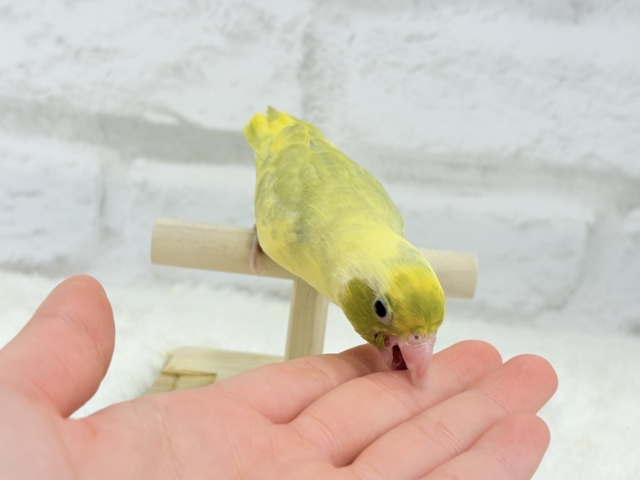 マメルリハ