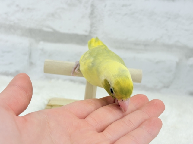 マメルリハ
