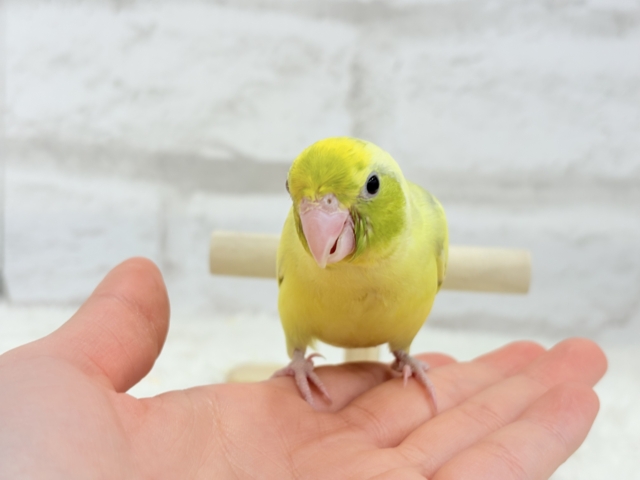 【最新画像・動画更新🪄ひとり餌になりました☆】不思議カラー🐣🫛🪅わくわく上昇中~♩♩マメルリハ(パイド系) ヒナ マメルリハ
